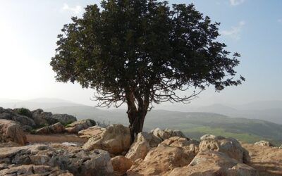 Top Places to Visit in North Israel